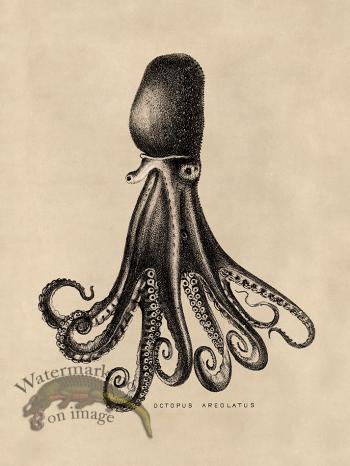 Octopus Tan 14